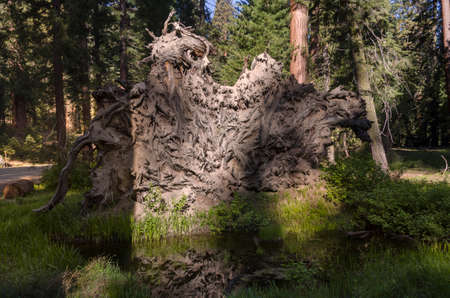 landscape and trees in Sequoia National Park in California in united states of americaの写真素材