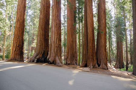 landscape and trees in Sequoia National Park in California in united states of americaの写真素材