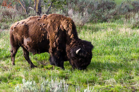 bison change the fur in Yellowstone National Park in Wyomingの写真素材