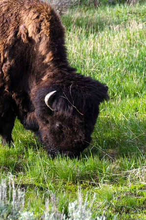 bison change the fur in Yellowstone National Park in Wyomingの写真素材