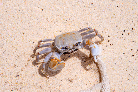 Crab on the beach in the Caribbean sea of Dominican Republic