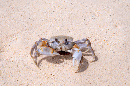 Crab on the beach at Seychelles, Praslin
