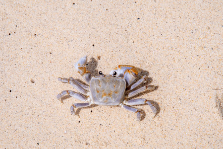 Small crab on the beach, close up of a crab on the sand