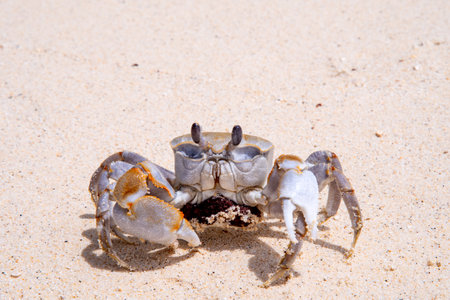 Crab on the beach of the Caribbean island of Cayo Largo