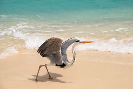 Gray Heron on the beach in Barbados, Caribbean sea.の写真素材