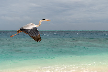 Heron flying over turquoise water in Cayo Largo, Cubaの写真素材