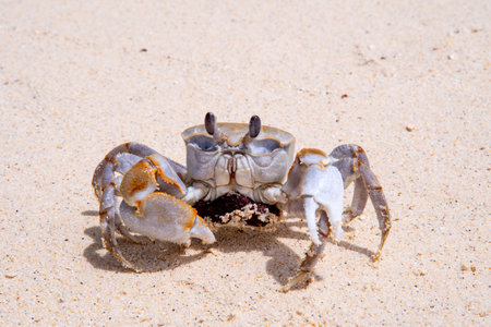 Crab on the beach of the Caribbean island of Cayo Largo