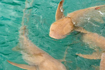 Shark swimming in the water, close-up of the headの写真素材