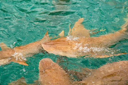 Shark swimming in the water, close-up of a photo