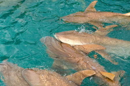 shark swimming in the water, close up of head and neckの写真素材