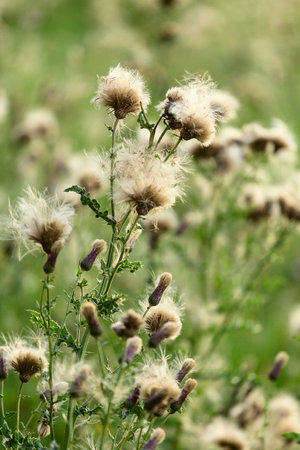 Fluffy thistle flowers in the field, close-up.
