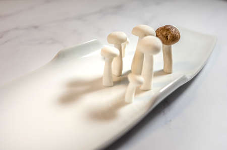 homemade a lovely variety of fresh mushrooms in a gourmet plate