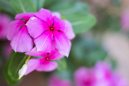 Beautiful flowers of the region in monterreyの写真素材