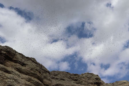 Blue sky with seagulls flyingの写真素材