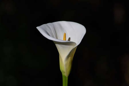 Beautiful big flower, zantedeschia close up with black backgroundの写真素材