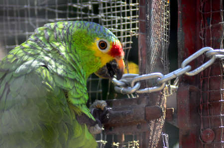 PARROT, trying to open the door of his cage, I BELIEVE CAN NOT BREAK THE CHAINの写真素材