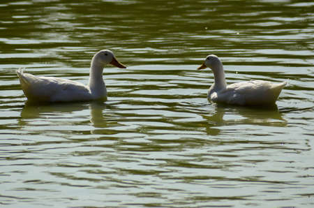 PAIR OF DUCKSの写真素材