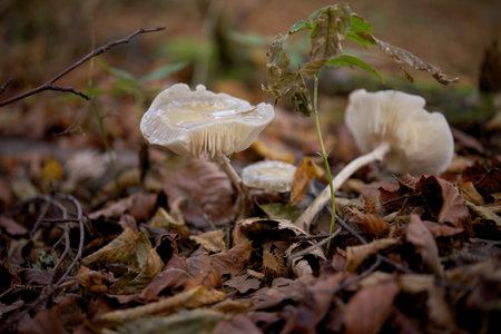 Mushrooms growing in the autumn forest. Shallow depth of field.の写真素材