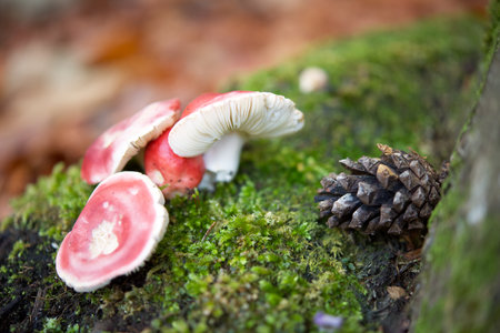 Mushroom growing on moss in the autumn forest.の写真素材