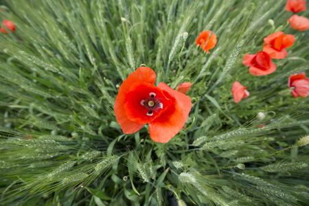 Poppy in the meadowの写真素材