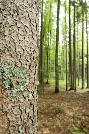 trees in the forestの写真素材