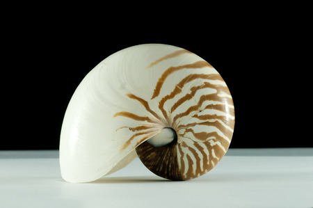 shellの写真素材