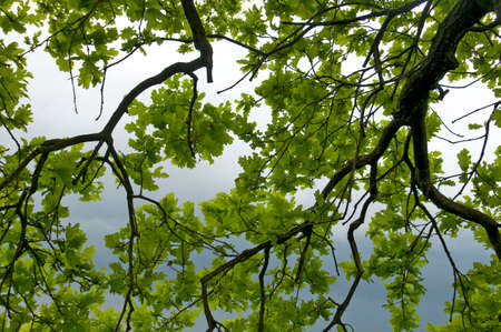 oak leaves