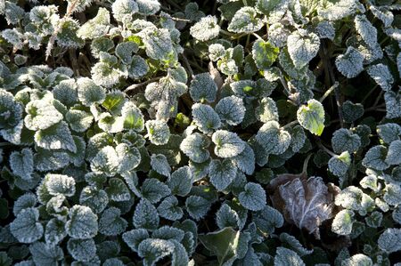 plant with frostの写真素材