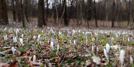 snowdrop flowers in the meadowの写真素材