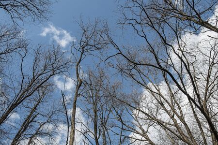 sky and clouds seen from the woods in winter