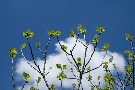 fig tree in spring