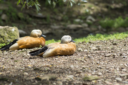 ruddy shelduckの写真素材