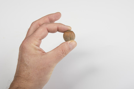 the nut in the handの写真素材