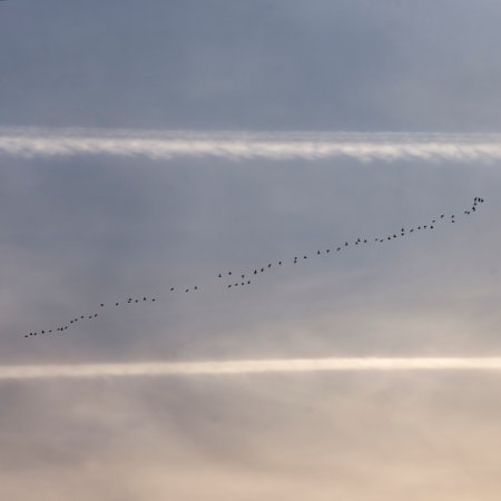 migratory birds in the sky and airplane contrailsのeditorial素材