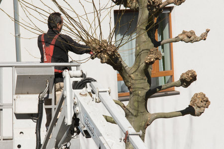 Pruning trees in the streets of Brusselsのeditorial素材
