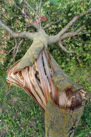 A tree torn by the wind during a violent stormのeditorial素材