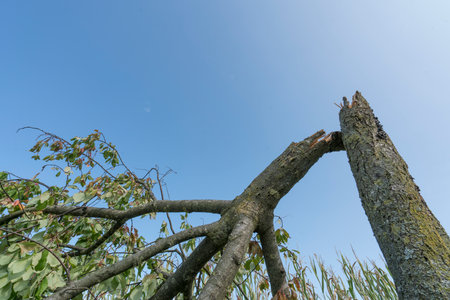 A tree torn by the wind during a violent stormのeditorial素材
