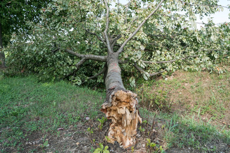 A tree torn by the wind during a violent stormのeditorial素材