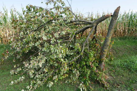 A tree torn by the wind during a violent stormのeditorial素材