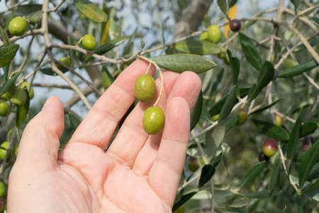 olives on the tree in the late summerの写真素材