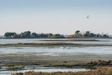 some flamingoes in the lagoon during the low tideのeditorial素材