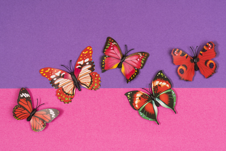 decorative butterflies in a white frame on a colored backgroundの写真素材