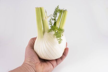 A fennel on the handの写真素材