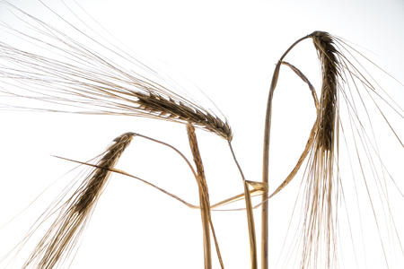 some ears of wheat in backlight with a white backgroundの写真素材