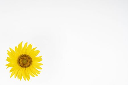 a sunflower isolated on a white backgroundの写真素材
