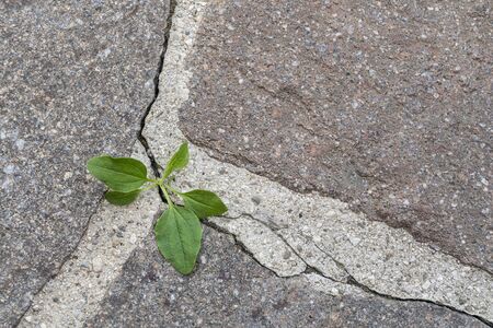tuft of grass grown among the stone cracksの写真素材