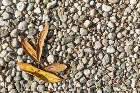 some dry leaves on the gravel of the courtyardの写真素材