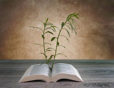 the growth of a plant from the pages of a book on a wooden tableの写真素材