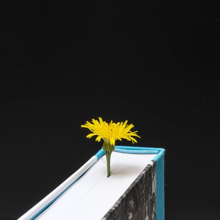 a yellow flower appears from the pages of a bookの写真素材