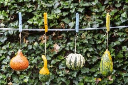 some pumpkins hanging on the wire in the gardenの写真素材